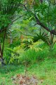 Bois de juda. COSSINIA pinnata. Réunion. Sapindaceae. 10-15m